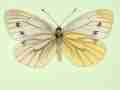Pieris napi female (aberrant form dexsubtalba) (Internet Image property of respective owner, non-commercial use only)